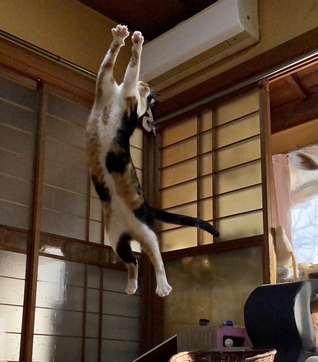膝の上でびよーんと伸び切ったままゴロゴロいってる猫さん 長い 手打ち麺みたい Togetter 膝の上でびよーんと伸び切ったままゴロゴロいってる猫さん 長い 手打ち麺みたい Togetter