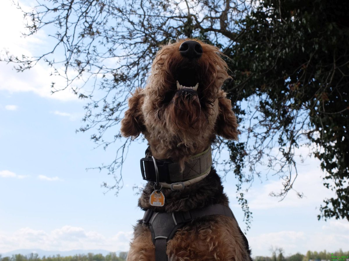Berti_and_Ernie's tweet photo. Let me share my happiness with you! #Smile with me! dogsarejoy https://t.co/aEz9Kdg8wK