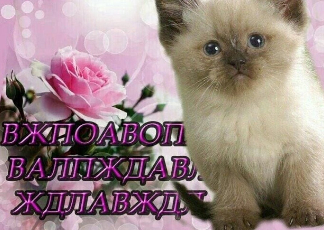 IgelMistress's tweet photo. @idonotponimate Знала бы ты как меня вчера матом друзья крыли ор https://t.co/BdGqc3VGgi