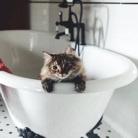 ao_2612ao's tweet photo. お風呂好きなにゃんこ🐱💚🛁 https://t.co/WhoLutKDd2
