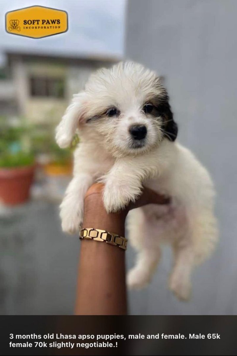 SoftPawsOnline's tweet photo. 3 months old Lhasa apso puppies, male and female. Male 65k female 70k slightly negotiable.! https://t.co/TF9LjIbapi
