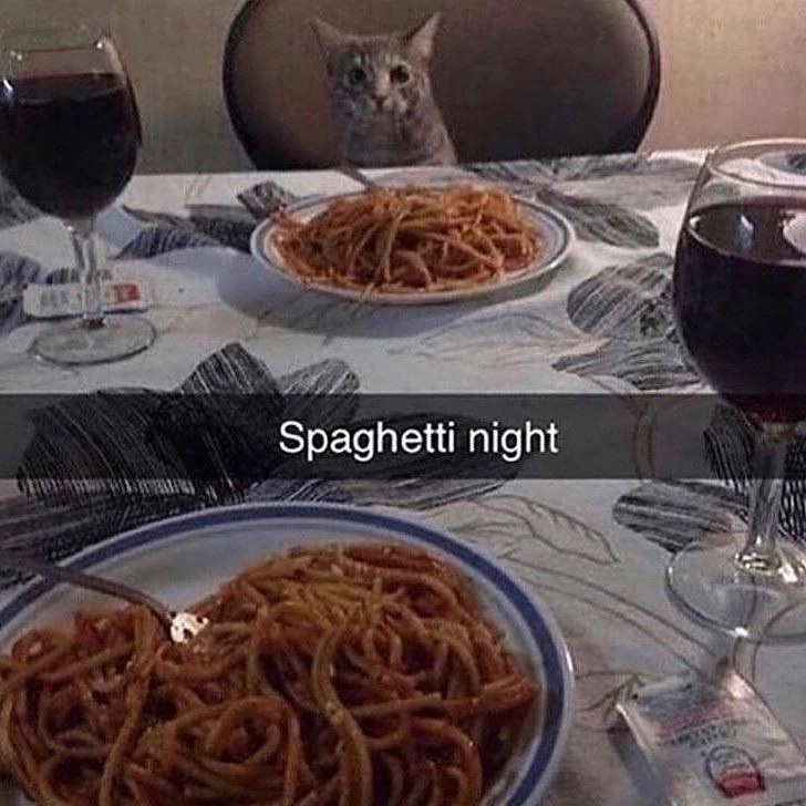 gattocciao's tweet image. Italian cat loves #spaghettinight 🍝🇮🇹😎