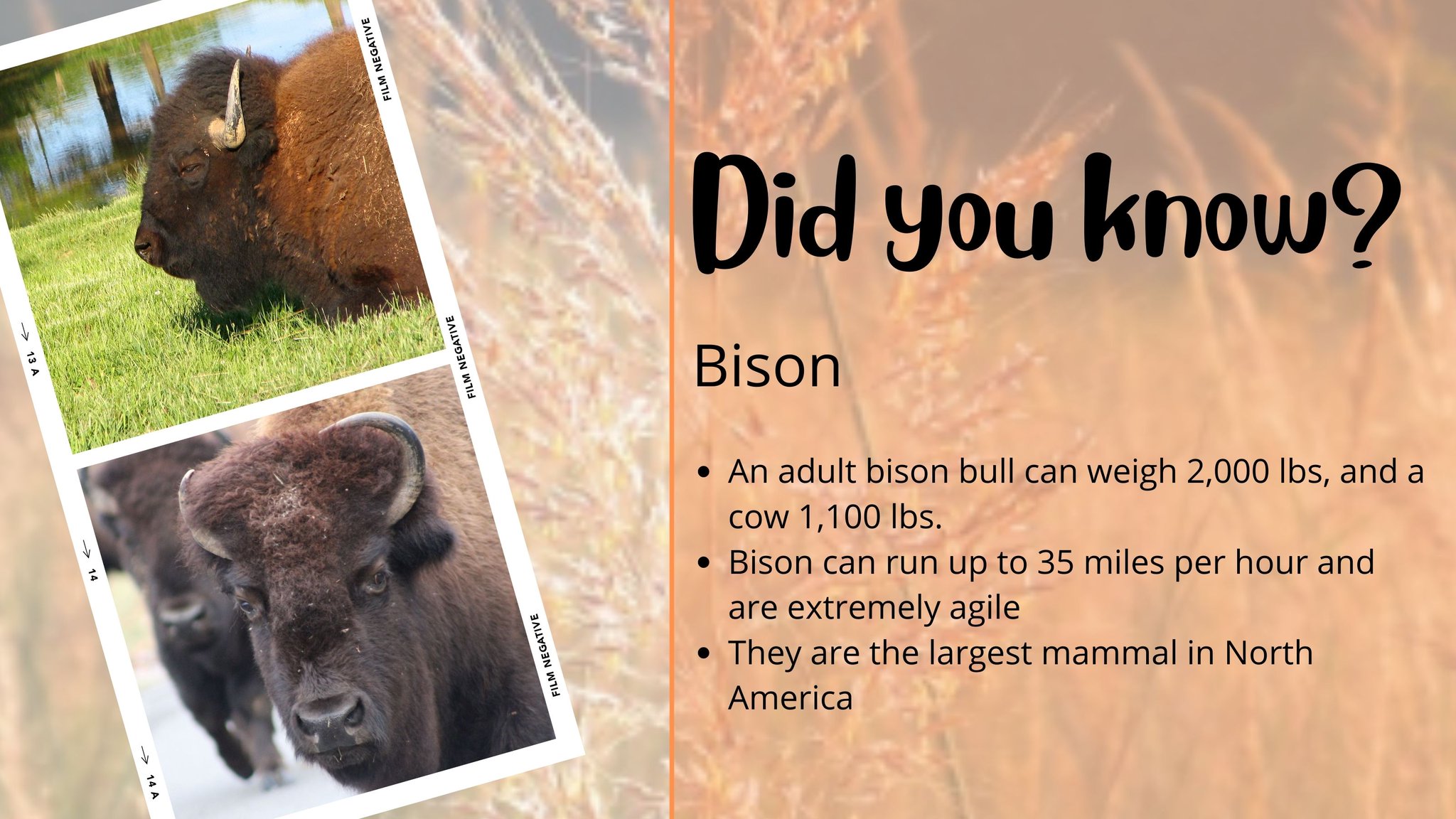 Land Between the Lakes National Recreation Area on Twitter "Fun Bison
