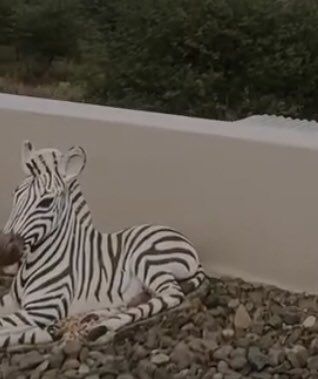 sweetherophine's tweet photo. I just noticed that there was a zebra near them🥺 https://t.co/4sRwJkKn83