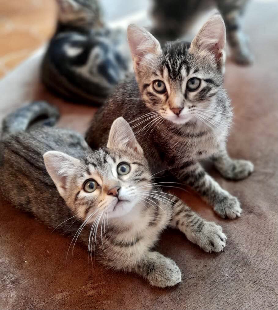 Turi80817477's tweet photo. À l’adoption 2 chatonnes (2 mois )
📞0610084313 https://t.co/SFxkjH0sUo