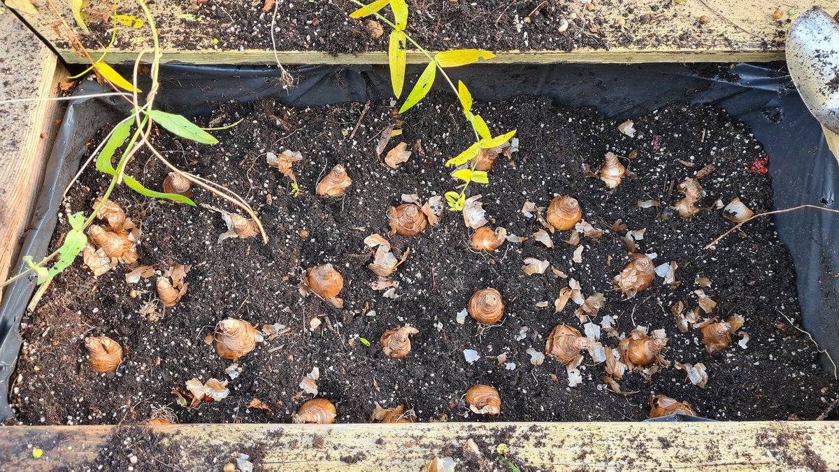 cavershamjj's tweet photo. Begonias out this time, narcissus 'Sir Winston Churchill' in. A fragrant double, should be interesting. #bulbageddon https://t.co/ofCyyfhjSU