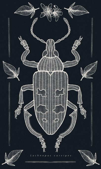 Grateful to Dr. @JGEntiminae for commissioning me with this fantastic weevil species! She co-authored a publication of this remarkable insect genus where this one belongs. The leaves &amp; flowers are citrus species which are its hostplant! Here is an alternative version: 