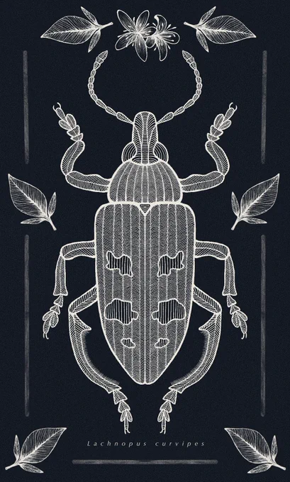 Grateful to Dr. @JGEntiminae for commissioning me with this fantastic weevil species! She co-authored a publication of this remarkable insect genus where this one belongs. The leaves &amp; flowers are citrus species which are its hostplant! Here is an alternative version: 