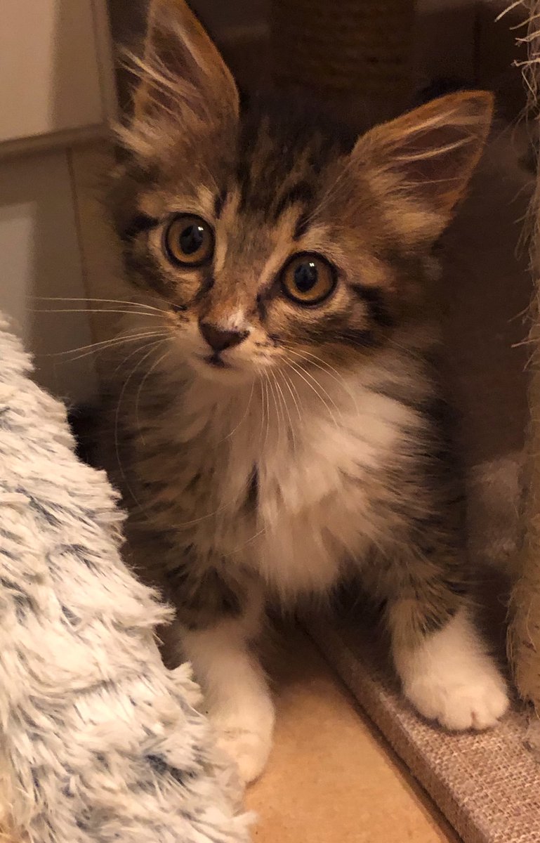 Turi80817477's tweet photo. À l’adoption chatonne 

📞0610084313 https://t.co/hdDCJMWoYJ