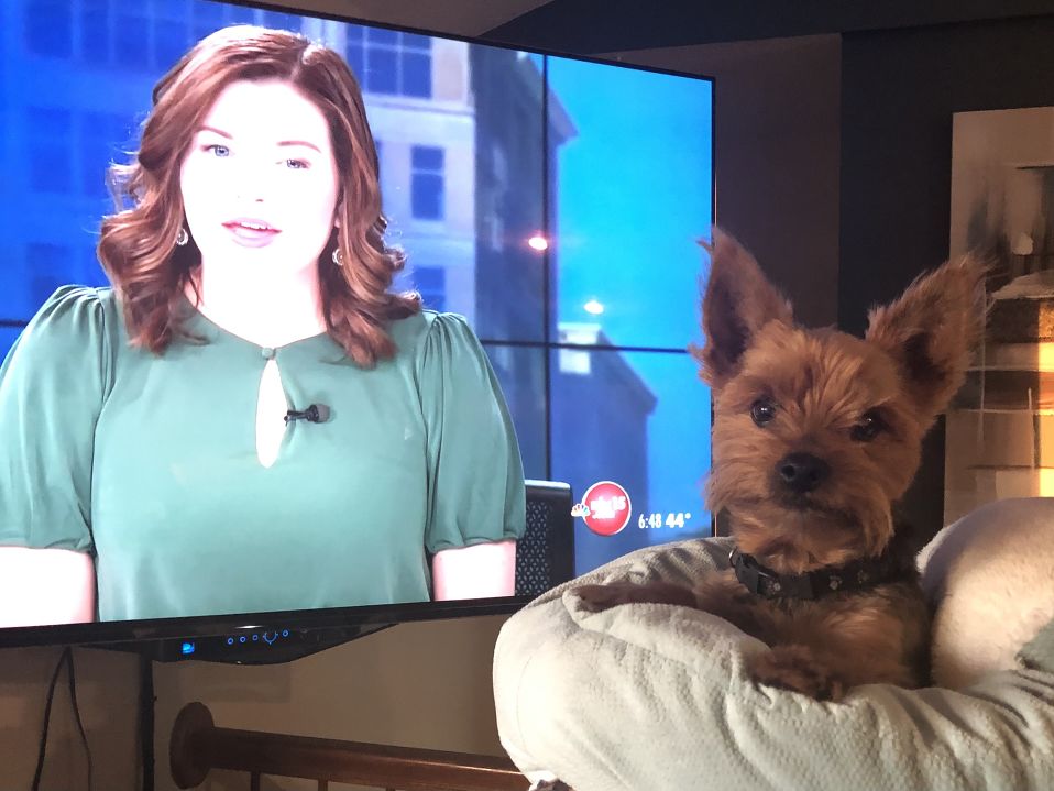WxBrendan's tweet photo. @GabriellaRusk's best friend Rocky (a 10y old Yorkie) was keeping up to date on the headlines this morning. We LOVED seeing everyone's photos.
📸: Cindy Vethe #wakeuptomore https://t.co/BE6ILtd4tg