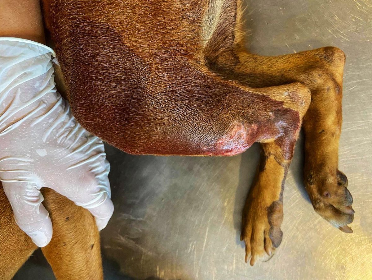 AnimalSOSSLanka's tweet photo. We helped this female #dog named Pogi. She has fractures in her hind limbs after an accident, a TVT and a maggot infested wound near her anus. She also has Microfilaria.
Pogi is under treatments at the sanctuary 🧡
#disableddog #animalsossrilanka #bekindtodogs https://t.co/c0egMdSXYW