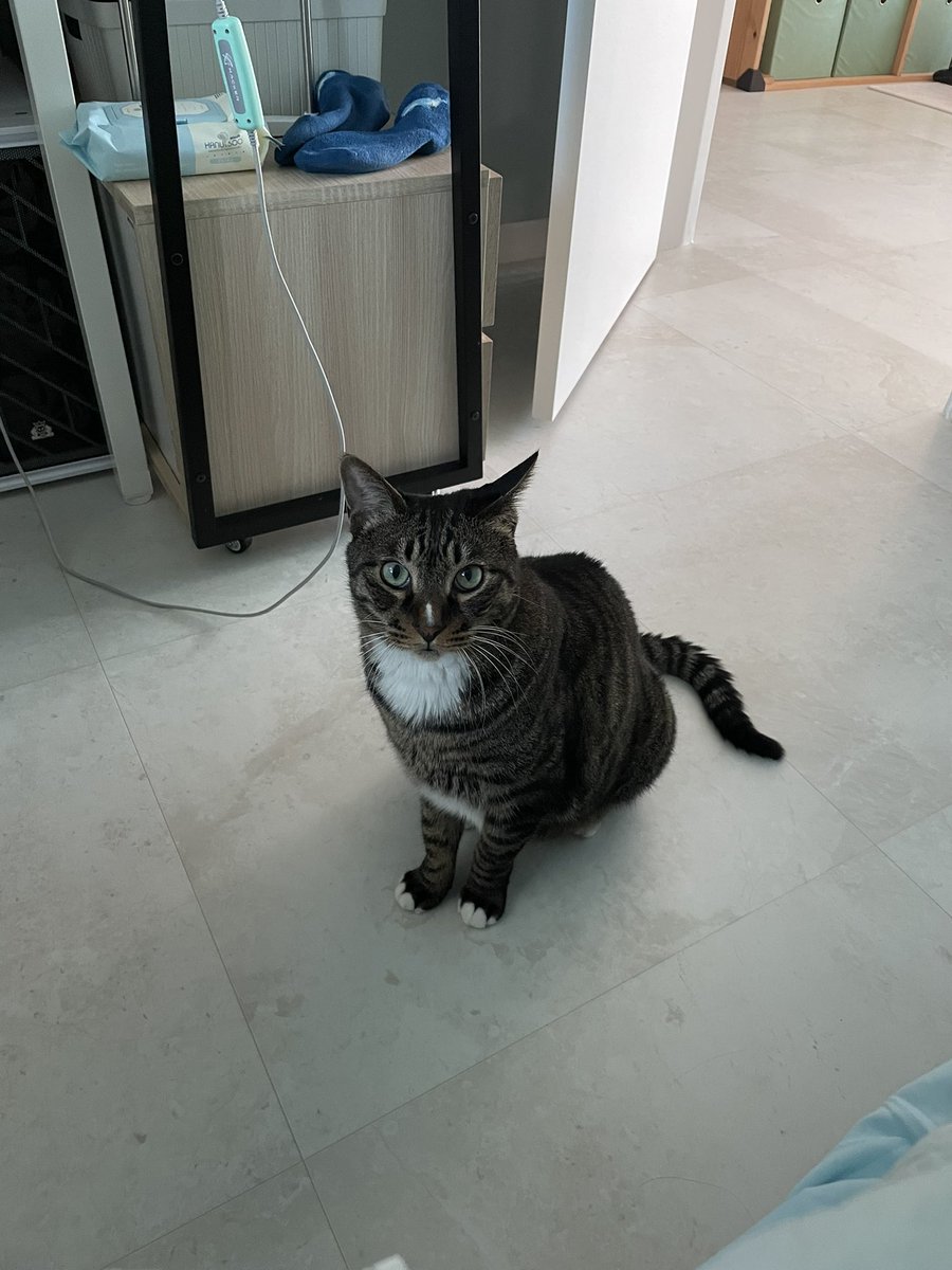 주말이라 침대에서 안나오니까 깨우러 오신 모카