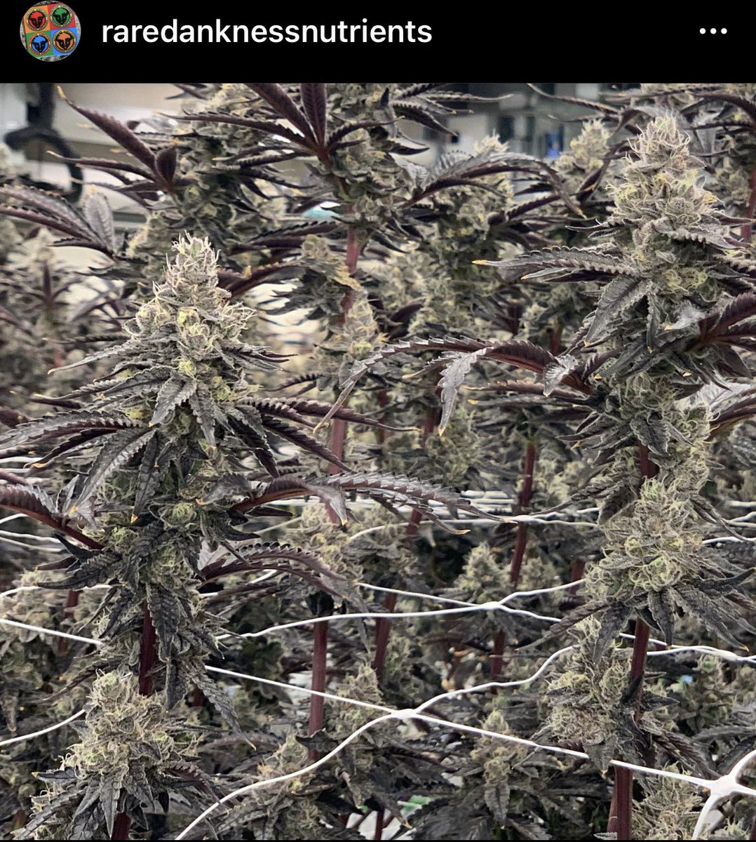 RareDankness's tweet photo. #raredankness #purplestems #purpleflowers 🦨🦨 #luvmuffin #fem #dankness #plants #garden #thcclub #seeds #growyourown #growyourgarden grown with 🌱🌱 @raredanknessnutrients #raredanknessnutrients #bloom #raredanknessbloom https://t.co/1R2JE99FX9