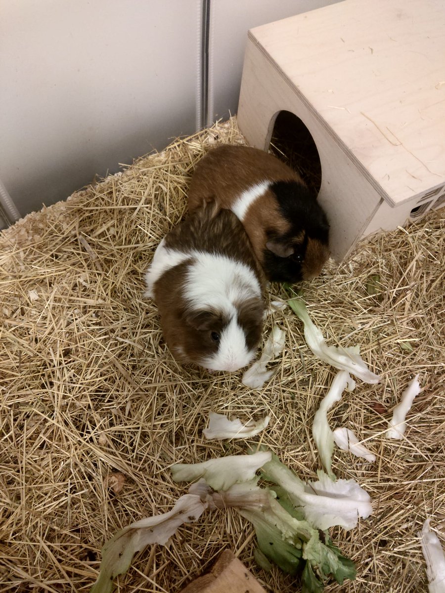 ObstundFell's tweet photo. Schätze, wir müssen die Heizung runter drehen, die Schweinchen verschmelzen schon.

#petcontent #meeries #guineapig https://t.co/TLoRfZXAeS