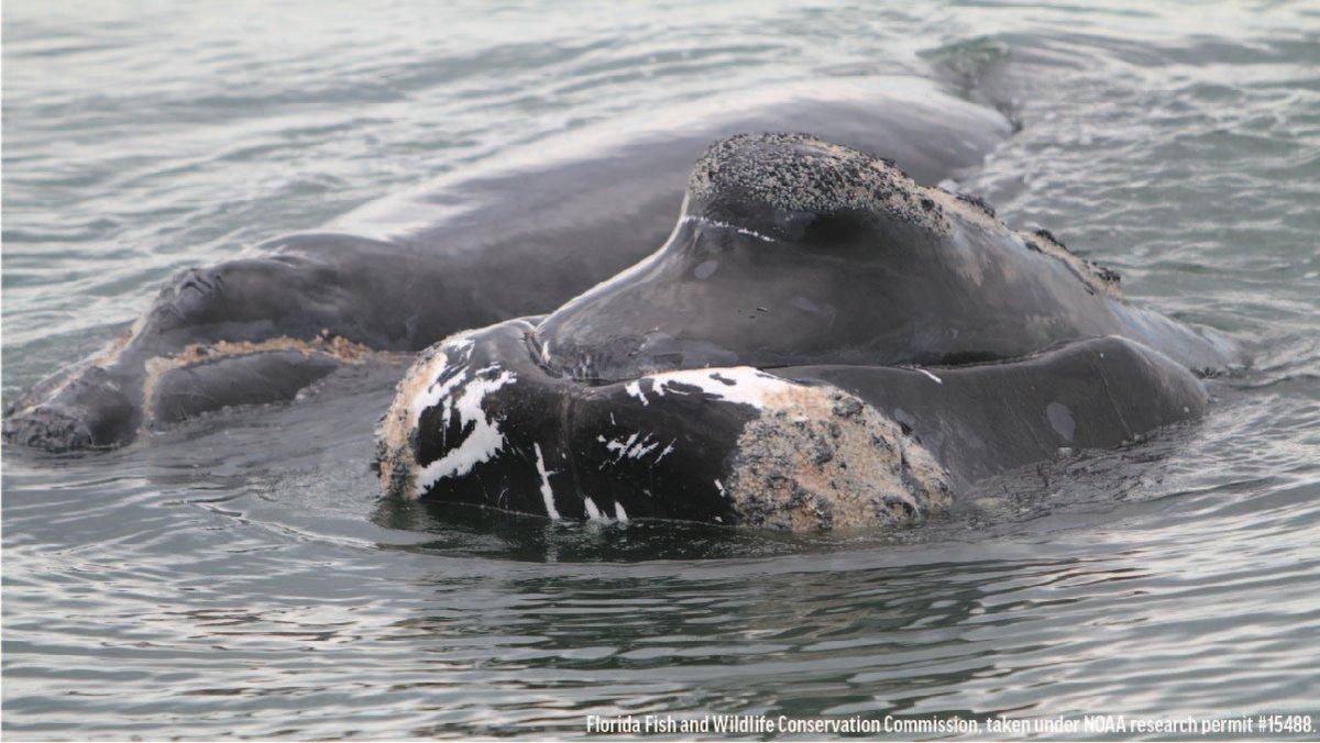 oceana's tweet photo. New population estimates for the critically endangered North Atlantic right whale suggest that only 336 individuals remain. We know what is killing these whales, and we're calling for strong action to save these whales NOW. More in our latest CEO note: https://t.co/DlsTQGcqc8 https://t.co/EvJkaq1Oni