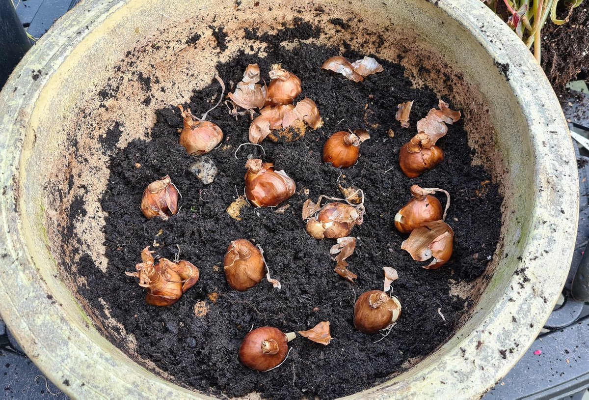 cavershamjj's tweet photo. Weeds out of this one, narcissi 'baby boomer' in. I think I want multiple pots on my patio table now, for a spring show before we might actually use it as a table. #bulbageddon https://t.co/LmTvI3o6Up