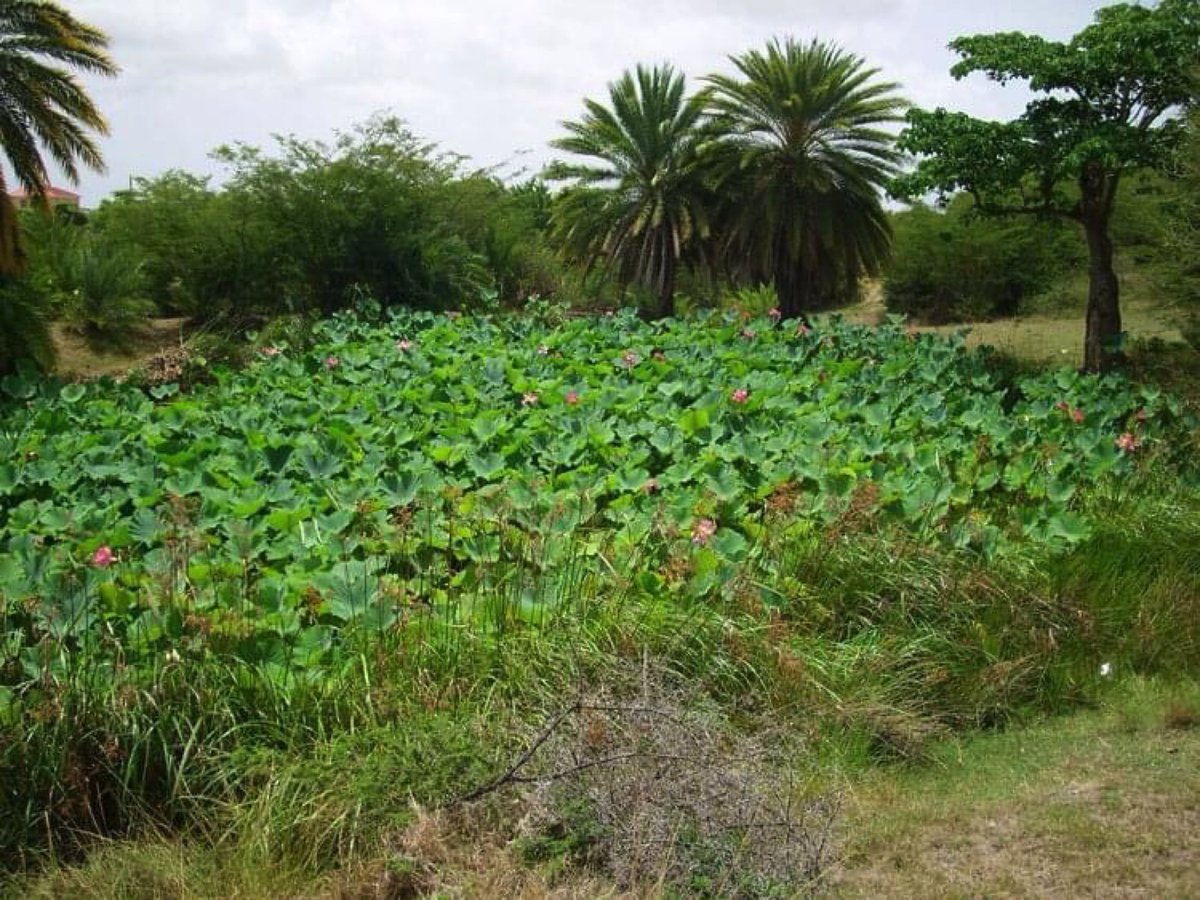 I grew up next to a pond just like this one. I have very fond memories of my pond. I used to fish guppies from the pond. I used to relax here. My childhood buddy and I had some good times at our pond.
