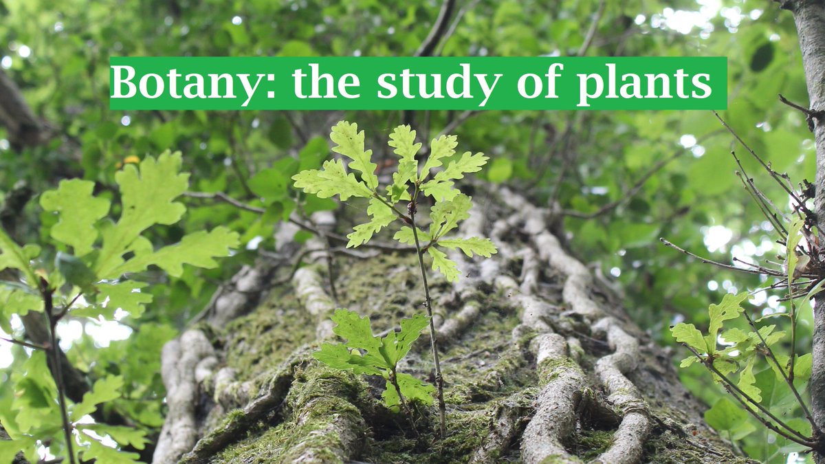 NativeWoodTrust's tweet photo. It's #ScienceWeek this week. So, we decided to highlight some of the sciences relating to woodlands. Starting off with Botany: the study of plants. #nature #woodlands #botany #ScienceWeekIreland #science https://t.co/su1pQ31HER