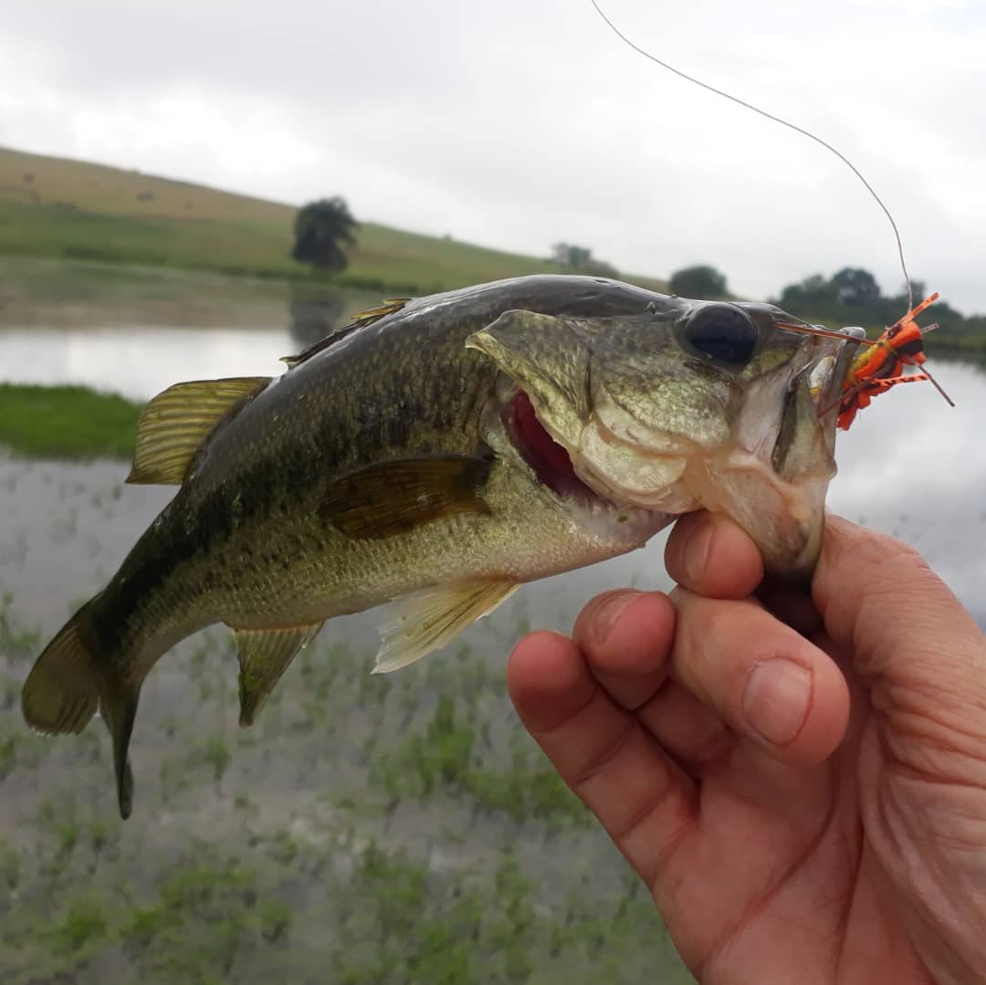 tyingflies's tweet photo. Green Thursday
#furandfeathers #flyfishing #flytying #pescaesportiva #Flyfisher #pescaria #pescacommosca #pescacomfly #pesqueesolte #largemouthbass #blackbass #atado #atadodemoscas https://t.co/w2GGmD5VqA