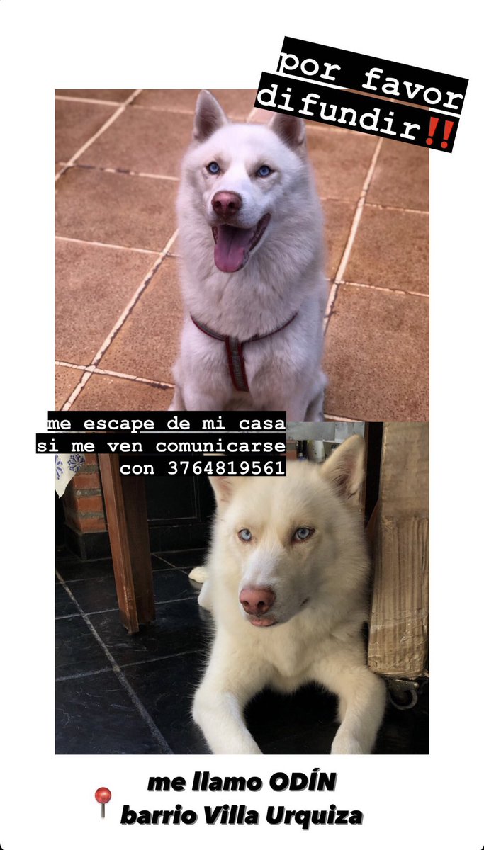 PazZarza's tweet photo. POSADAS‼️
por favor, es mi Odi! se agradece cualquier tipo de información.
lo vieron anoche por ultima vez cerca de Av Uruguay y Pasteur.
Tiene 4 años, es la primera vez que sale de casa https://t.co/8dyx6flQPy