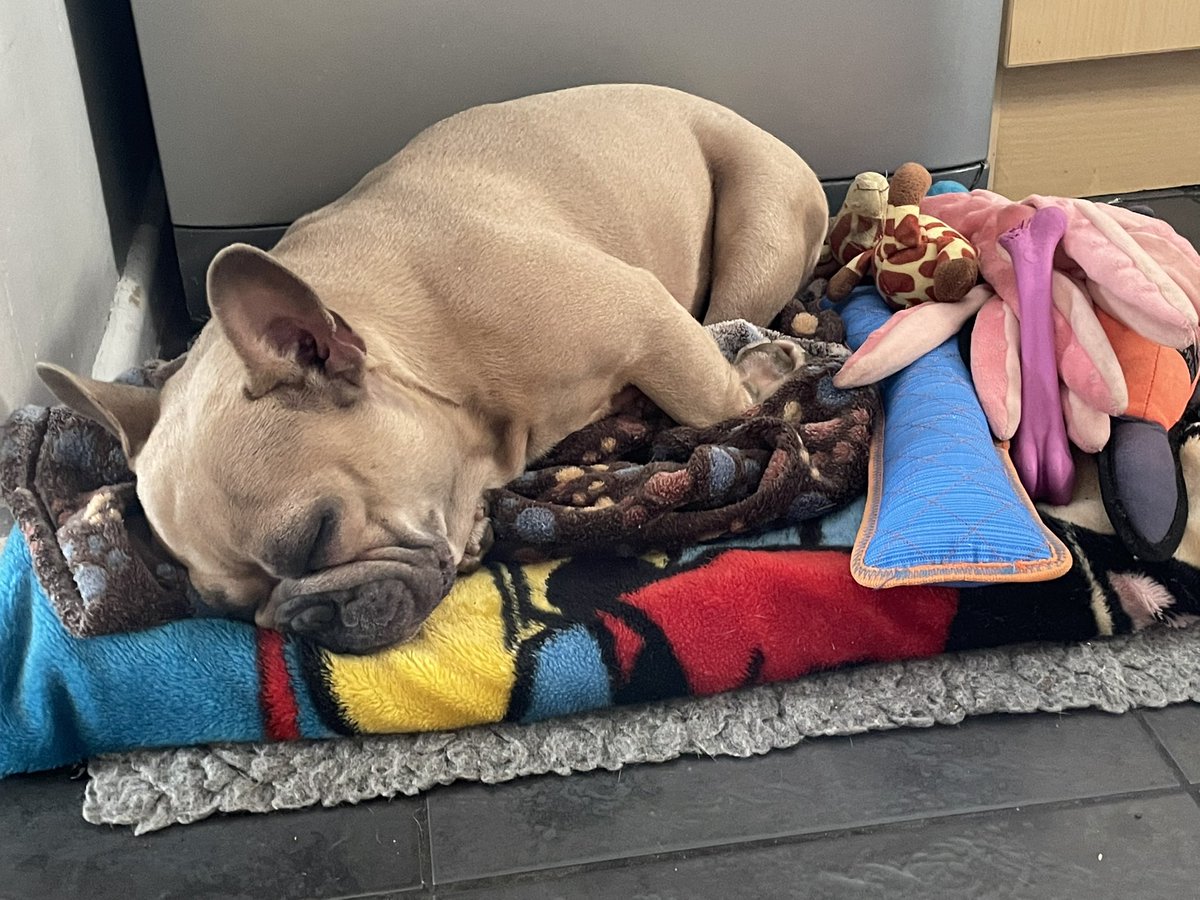 coco_th's tweet image. Can you spot me in the field?? 🤪 I was running so fast 💨 &amp;amp; then taking a nap after my #fieldfun 😍😴