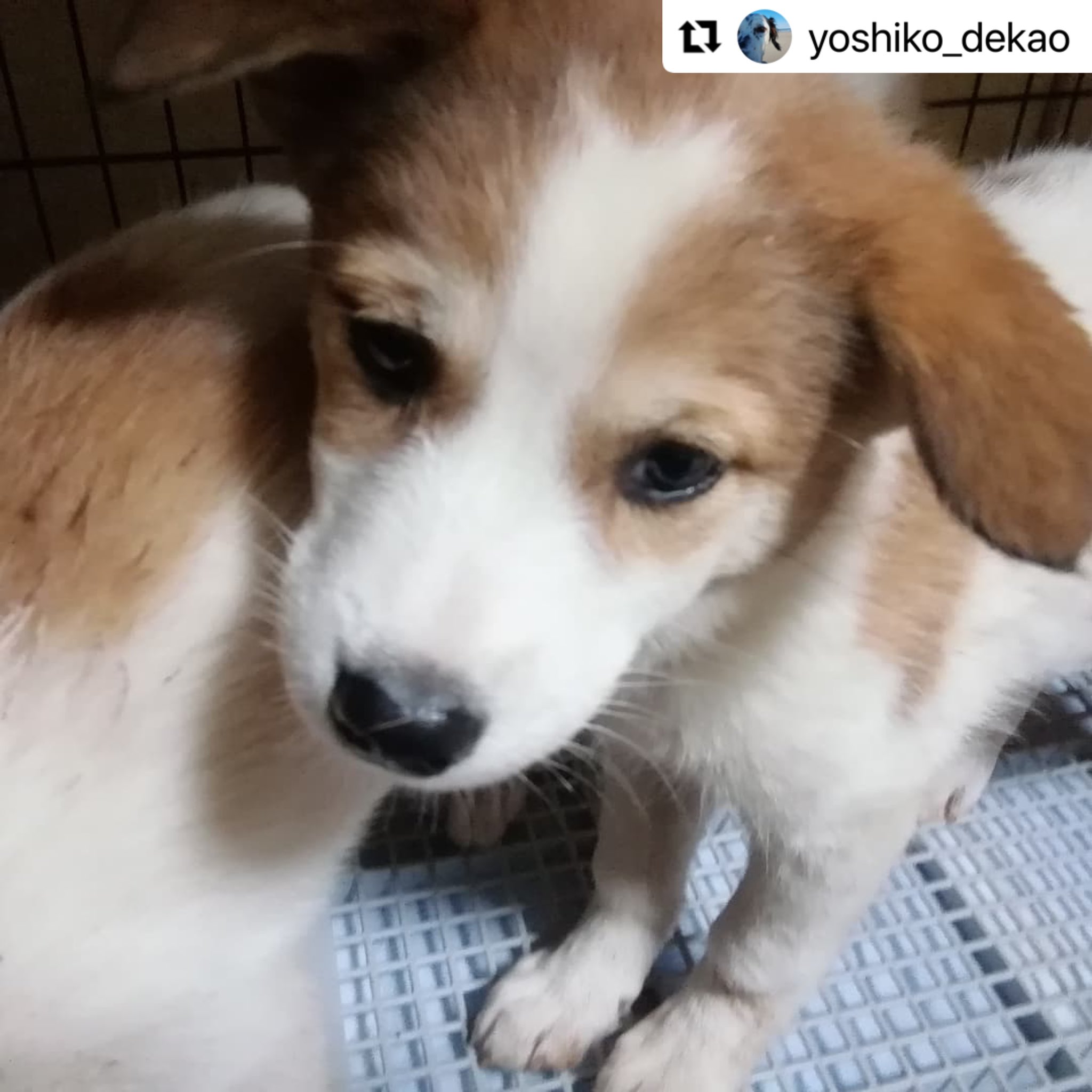 子犬里親募集 Twitter Search Twitter