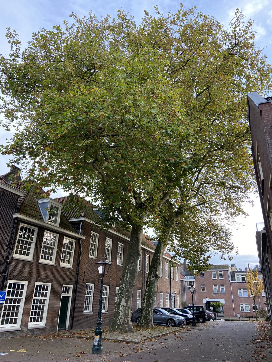 LatynNL's tweet photo. De twee ‘wachter-platanen’, waarover ik twitterde in januari 2020, nu nog volop getooid in (herfst)blad.

Ze zijn ook te vinden op het bomenkaartje dat ik vandaag maakte met daarop de 1064 platanen in de openbare ruimte in Leiden.

#stadsbomen #Leiden 

https://t.co/pYIDwzeKQT https://t.co/sq17Sq5OJK
