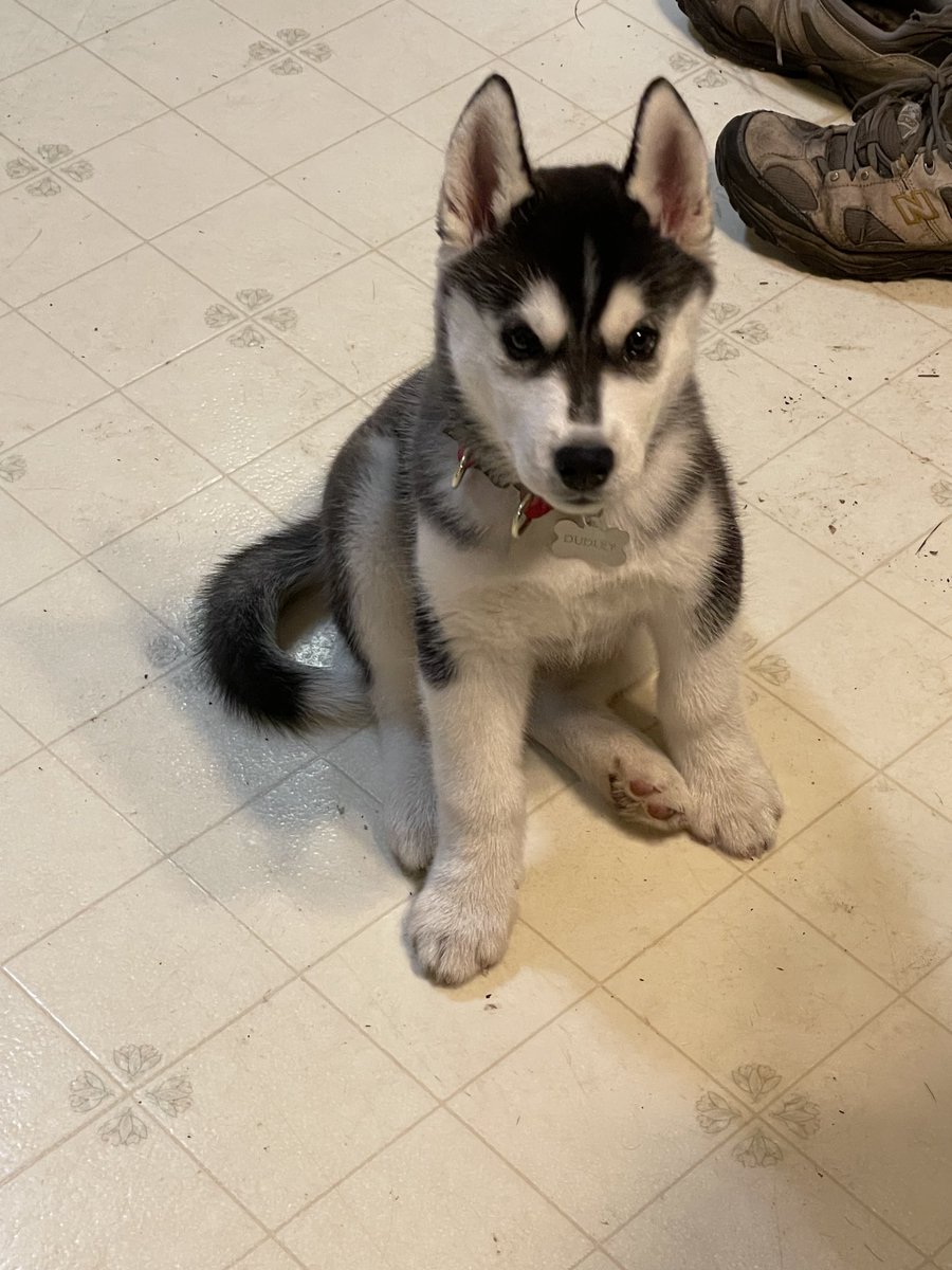 jac0520's tweet photo. When you try to explain to an 11 week old puppy that switching to Standard Time means he got up at 4:30 am instead of 5:30 so he has to back to bed. #siberianhuskyproblems https://t.co/kNZa1GmM02