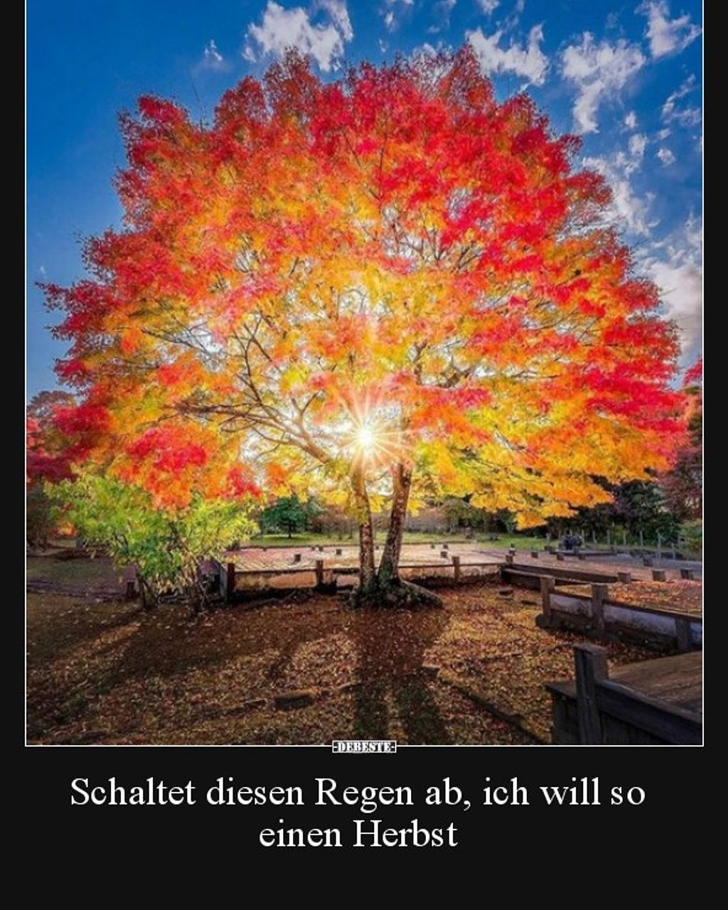 Zitate und Sprüche des Tages on X: Guten Morgen und wünsche euch ein  schönen Sonntag hashtag herbst herbstsprüche sprüche zitate baum  t.coKv1ggqUzat  X