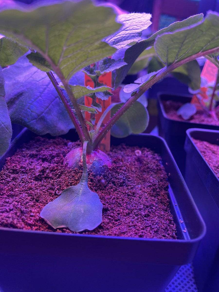 CCgirt's tweet photo. Day 13 @GrowBeyondEarth #radish came home for the week off. My family has been checking up on them. #NourishFuture #NASA #NJAS #NJEA #NABT https://t.co/cdlyQV5nvn