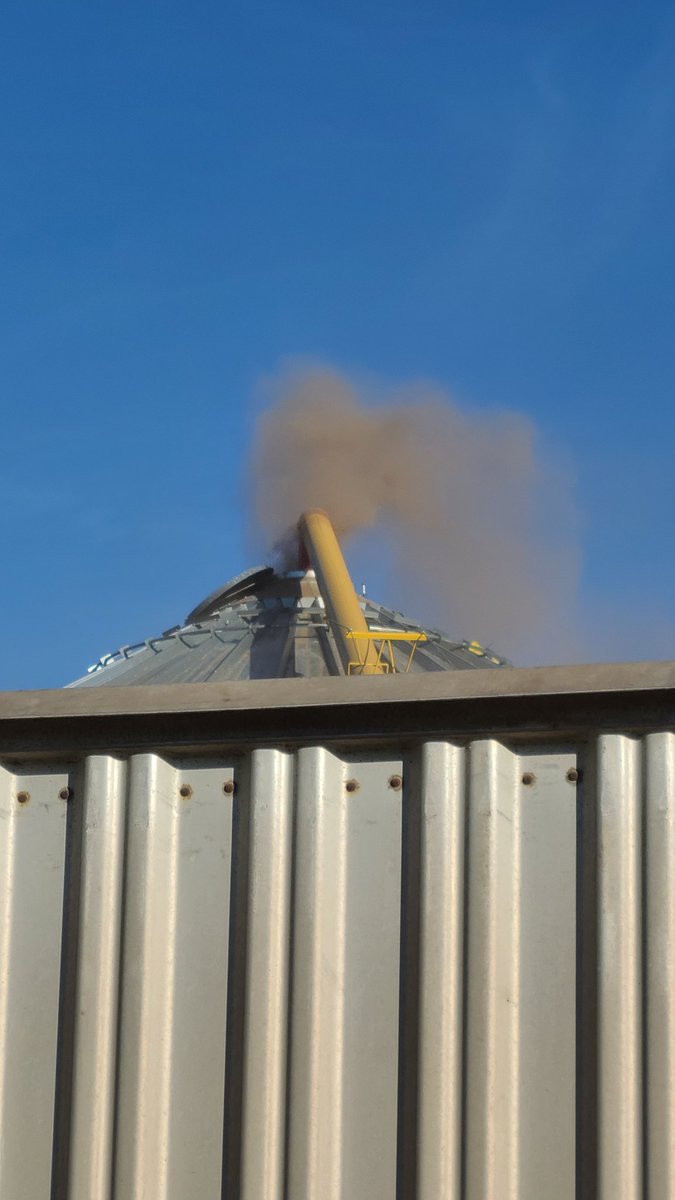 Down corn 🌽 makes a mess of everything