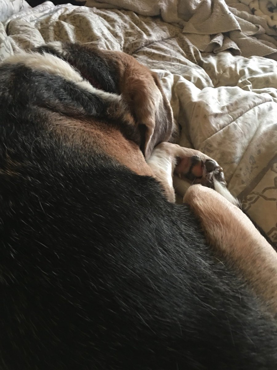 JackofBFP's tweet photo. Jack dropping in to HELLOOOO!! In his own Beagle way. Lo https://t.co/9NysRzAsN9