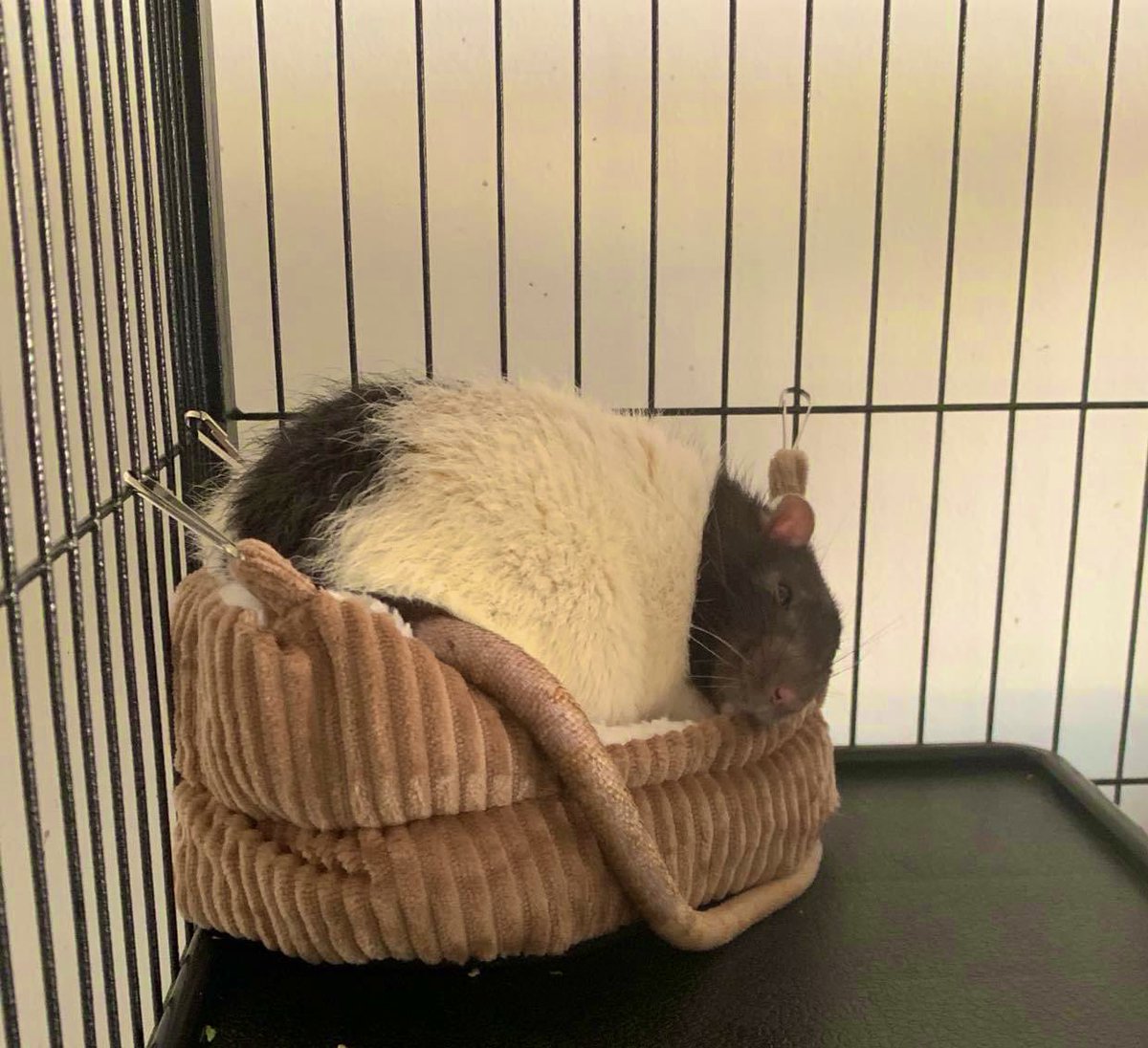 BaileyTheRat's tweet photo. My bed. I sleeps. https://t.co/ihvRPBJmJR