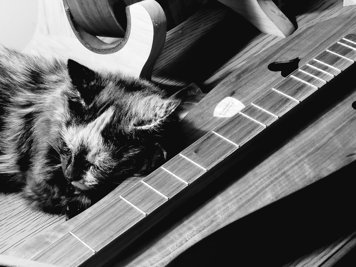 Sometimes I fall asleep on this thing... meow 
#Catsontwitter #cats #RescuedCat #tortoiseshellcat #pets