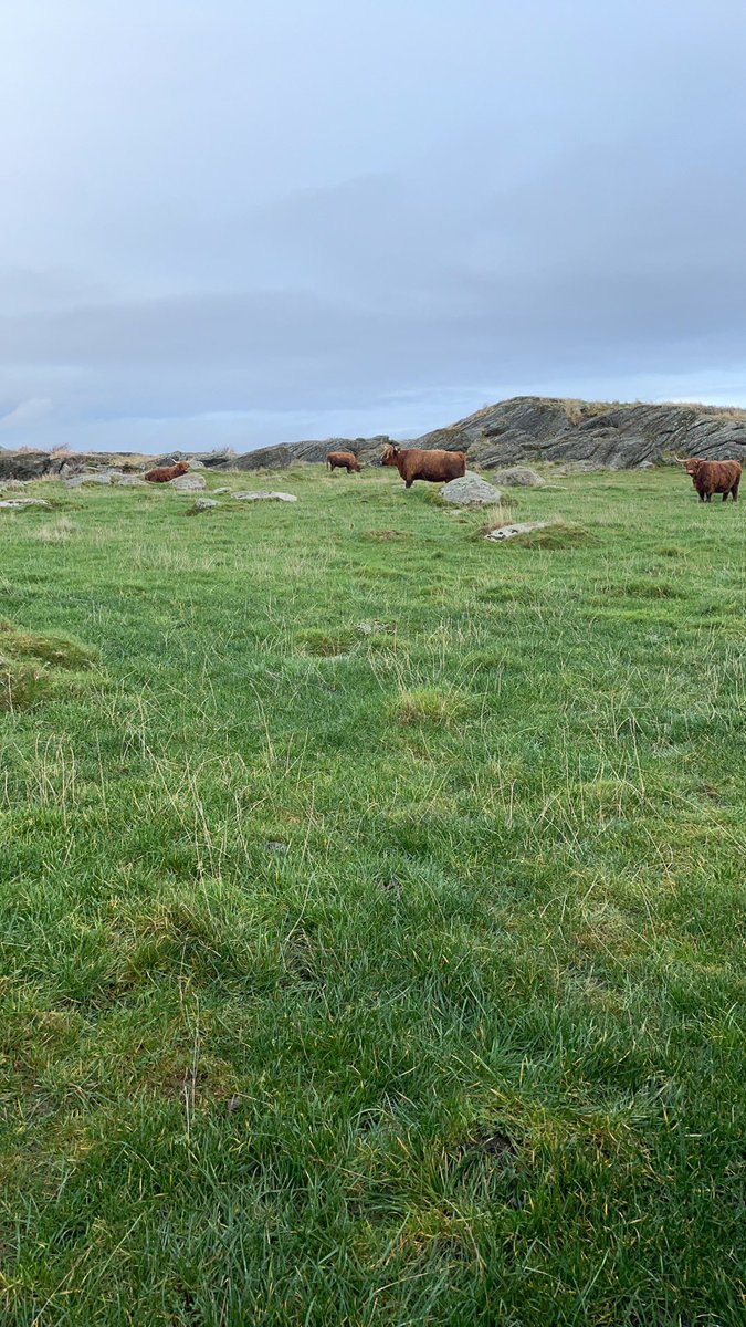36meling's tweet photo. The #highlandcows are back out, enjoying the good outdoor life. The gras is still growing. https://t.co/gFcBiaMTcm