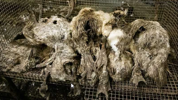 NonHumain's tweet photo. SIGNEZ LA #PÉTITION
Exigeons la fermeture définitive de cet #élevage !
#PyrénéesAtlantiques #LaPeyrouse
https://t.co/xSx4UzgEV0
#CeuxQuiFontLeFoieGras #FoieGras #CIFOG #Malbouffe #ExploitationAnimale #SouffranceAnimale #TuConsommesTuCautionnes https://t.co/84zBRRiQVe
