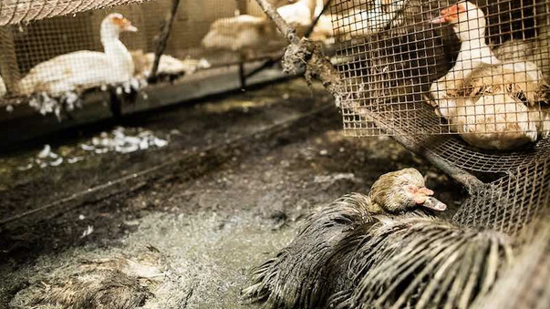 NonHumain's tweet photo. SIGNEZ LA #PÉTITION
Exigeons la fermeture définitive de cet #élevage !
#PyrénéesAtlantiques #LaPeyrouse
https://t.co/xSx4UzgEV0
#CeuxQuiFontLeFoieGras #FoieGras #CIFOG #Malbouffe #ExploitationAnimale #SouffranceAnimale #TuConsommesTuCautionnes https://t.co/84zBRRiQVe