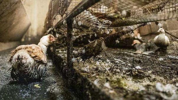 NonHumain's tweet photo. SIGNEZ LA #PÉTITION
Exigeons la fermeture définitive de cet #élevage !
#PyrénéesAtlantiques #LaPeyrouse
https://t.co/xSx4UzgEV0
#CeuxQuiFontLeFoieGras #FoieGras #CIFOG #Malbouffe #ExploitationAnimale #SouffranceAnimale #TuConsommesTuCautionnes https://t.co/84zBRRiQVe