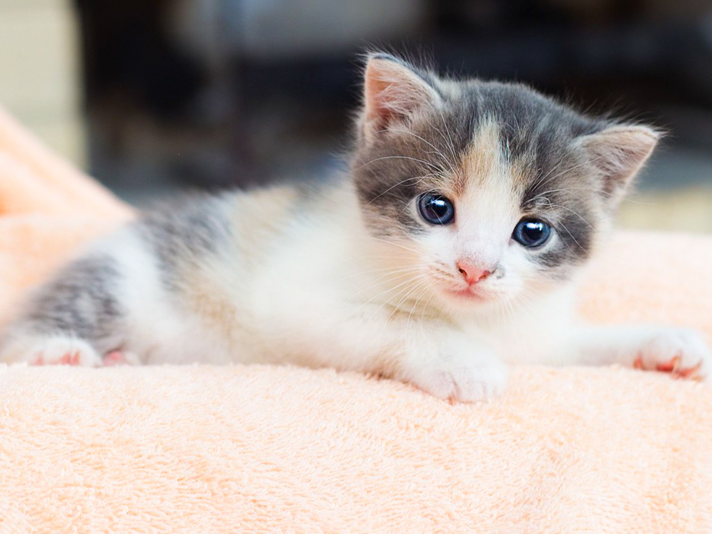 Wow Animals (@TubeWowAnimals) / Twitter Wow Animals (@TubeWowAnimals) / Twitter
