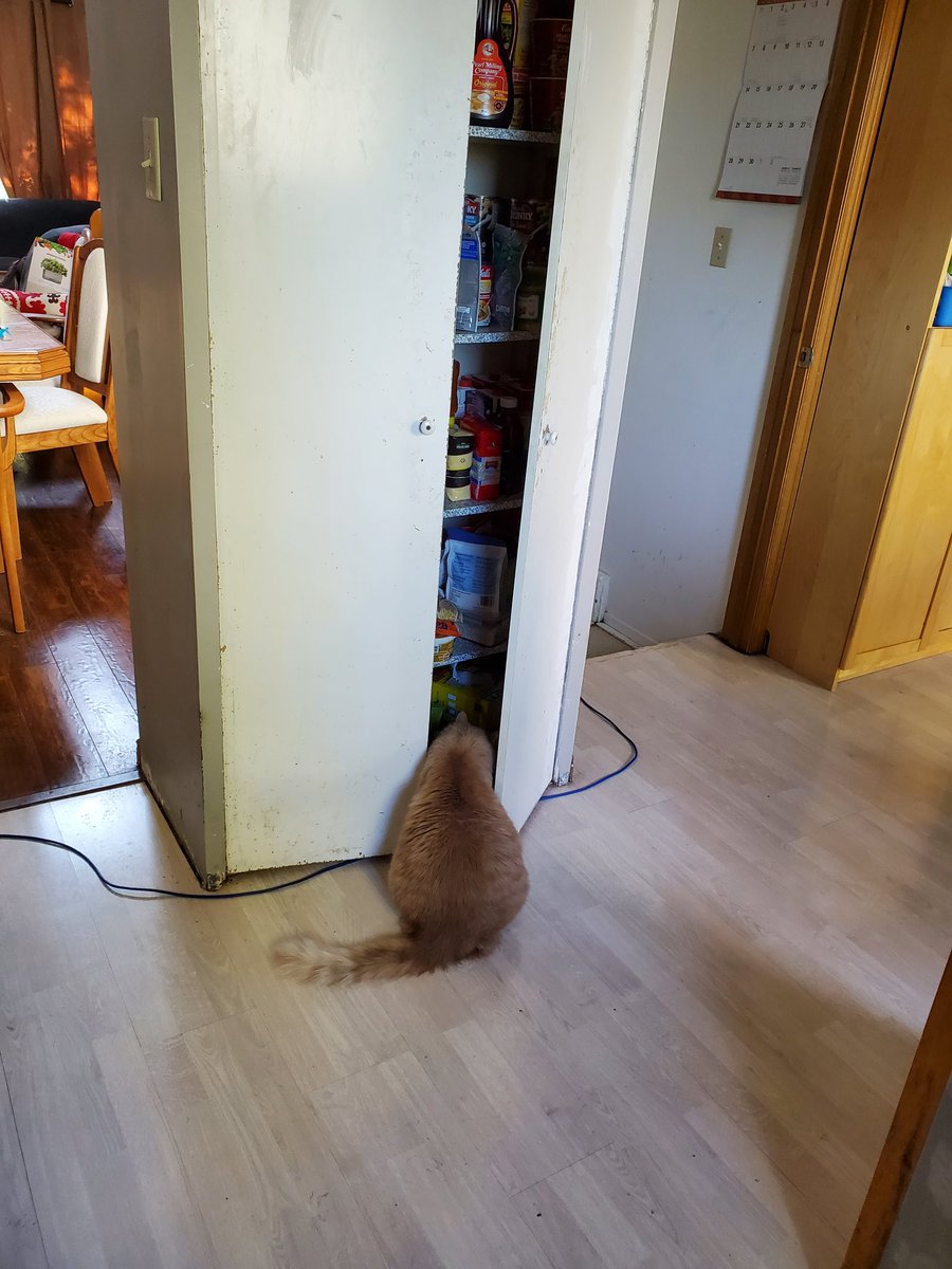 NicDaStick's tweet photo. I am beginning to think my cat might still be hungry after I gave him his morning moist..
I am just not sure why I think this though.
#CatsOfTwitter #CatsOnTwitter #PantryThief #helpingOnesSelf #UselessHuman https://t.co/gxdZBR3SYv