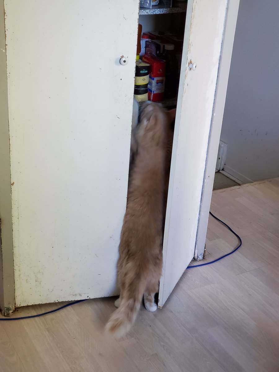 NicDaStick's tweet photo. I am beginning to think my cat might still be hungry after I gave him his morning moist..
I am just not sure why I think this though.
#CatsOfTwitter #CatsOnTwitter #PantryThief #helpingOnesSelf #UselessHuman https://t.co/gxdZBR3SYv