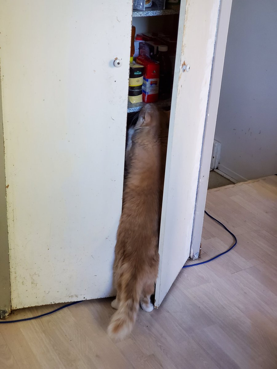 NicDaStick's tweet photo. I am beginning to think my cat might still be hungry after I gave him his morning moist..
I am just not sure why I think this though.
#CatsOfTwitter #CatsOnTwitter #PantryThief #helpingOnesSelf #UselessHuman https://t.co/gxdZBR3SYv