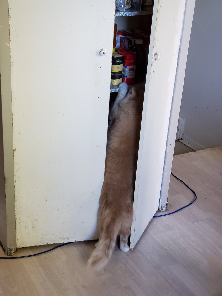 NicDaStick's tweet photo. I am beginning to think my cat might still be hungry after I gave him his morning moist..
I am just not sure why I think this though.
#CatsOfTwitter #CatsOnTwitter #PantryThief #helpingOnesSelf #UselessHuman https://t.co/gxdZBR3SYv