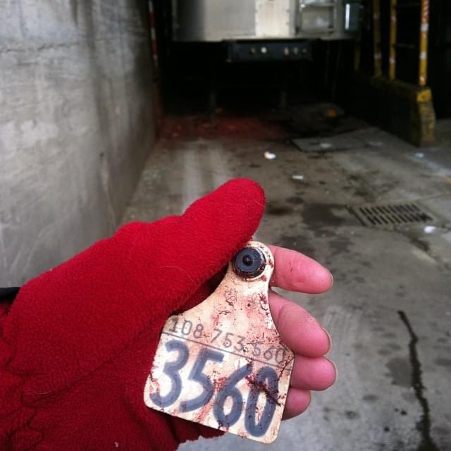 animalsavemvmt's tweet photo. There was nothing left of her but a blood soaked number. She was not a number though. She was sentient. She was someone who had eyes to see, a brain to make her own decisions, and a heart to love. Just like us. https://t.co/v0d8gA7qKT