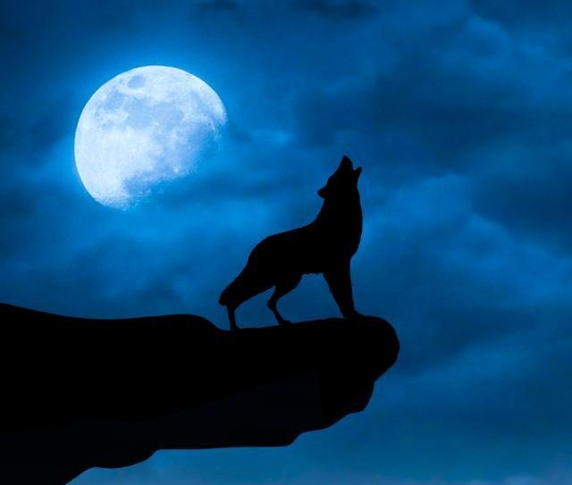 Вою под луной песня. Воющий волк. Волк воет на луну. Вою на луну. Волк на скале с луной.