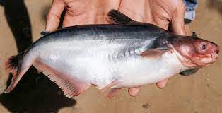 FeedWale's tweet photo. For More Information Visit https://t.co/iQ2Cv8Hcre 

The Best Treatment For Fungal And Bacterial Infection In Fishes. https://t.co/uZaqVPg4L9