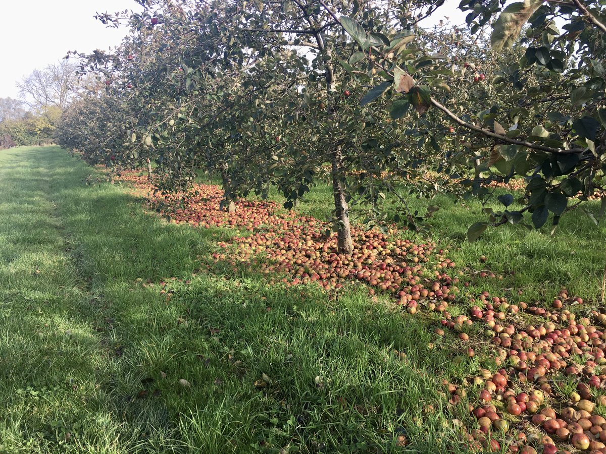 Cider apples waiting to be harvested. #taunton #somerset #cider