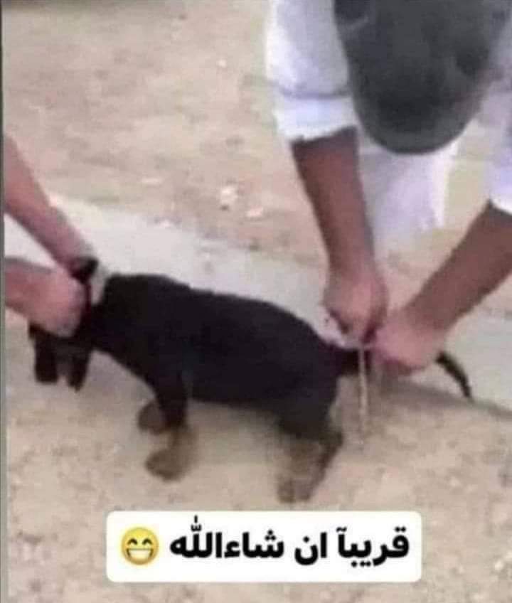 العزاء الفضائي الرهبري الأغواني الساهوني يجمع كل العملاء والخونة 
سوف تقطع كل ذيل باذن الله