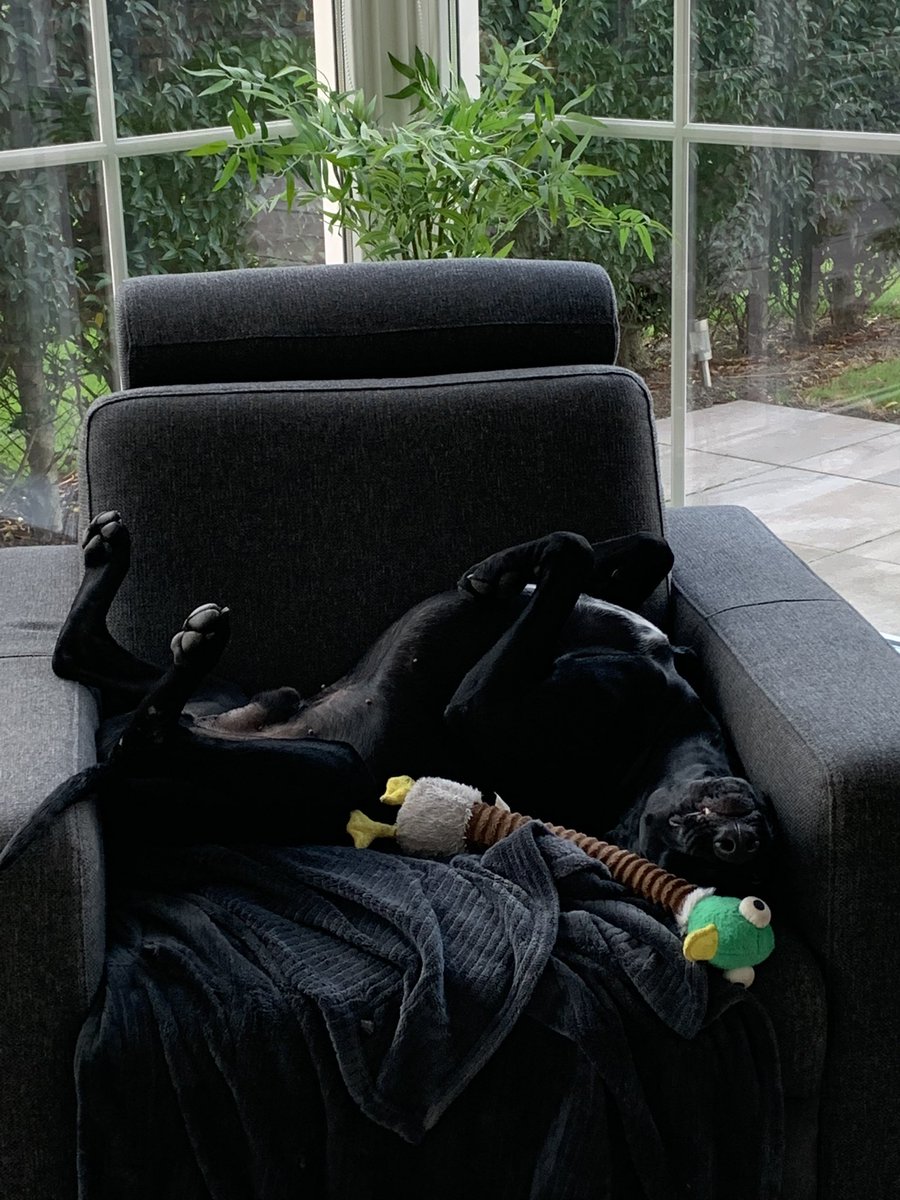 missfendt's tweet photo. Onze waakhond 🤨 https://t.co/MOrQsJyP3R