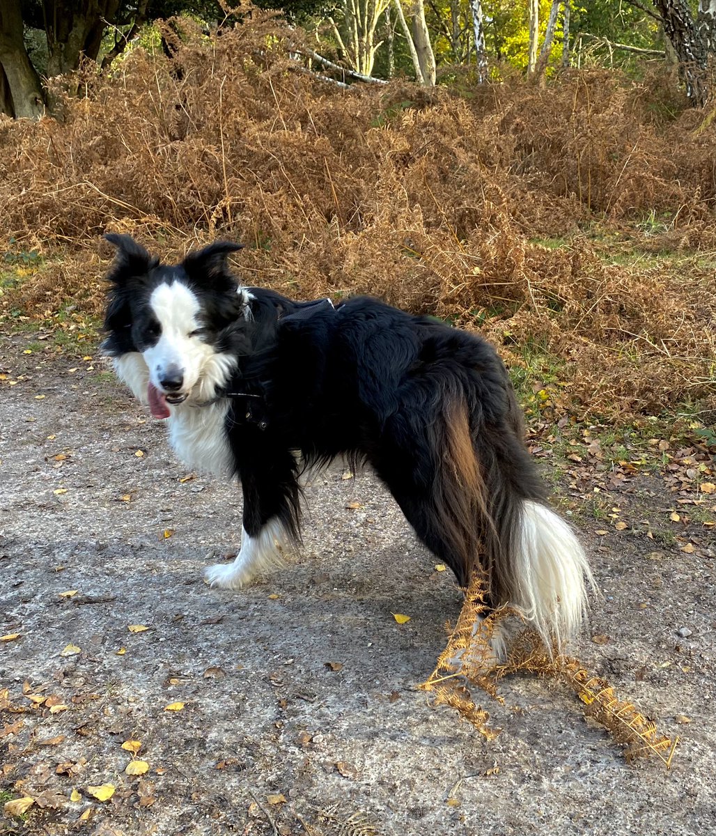 MagicalMerlinBC's tweet image. A little #autumn decoration for me on this lovely #SundayFunday afternoon 🍁 Merlin 🧙‍♂️ 🐾 
#Dog #dogsoftwitter #bordercollie #DogLife #DogLover #TheNewForest